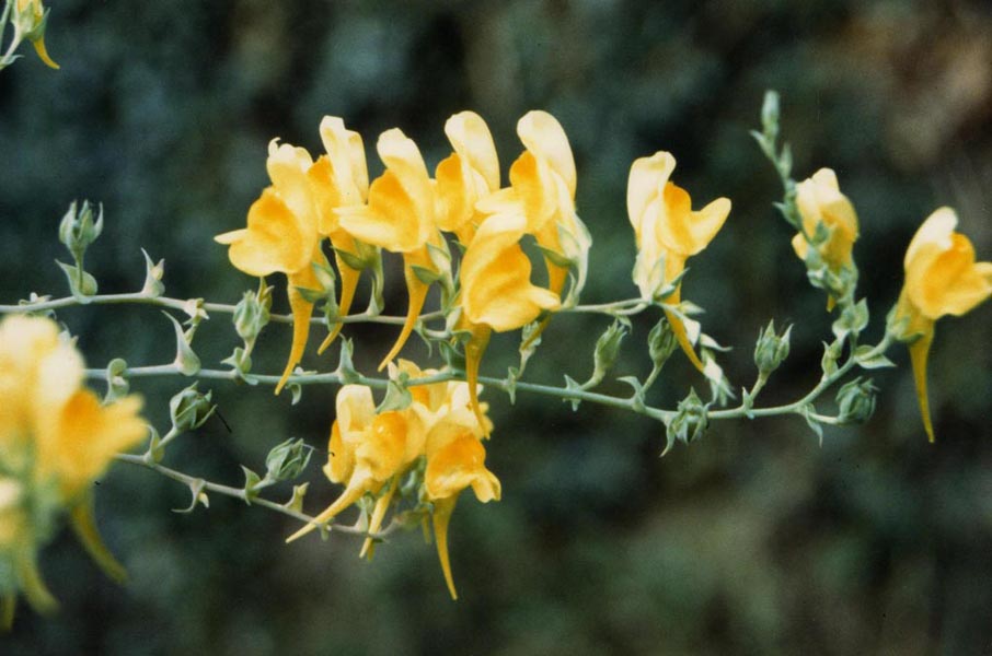 Linaria genistifolia ssp dalmatica photo
